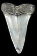 Fossil Mako Shark Tooth - #45957-1